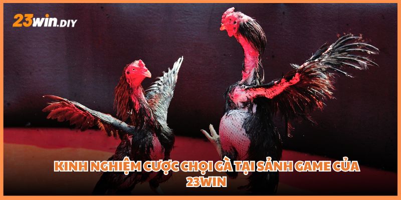 Kinh nghiệm cược chọi gà tại sảnh game của 23win