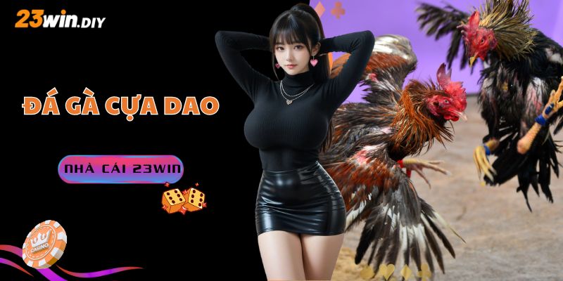 Đá gà cựa dao