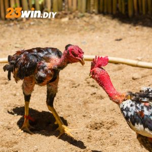 Đá gà 23win