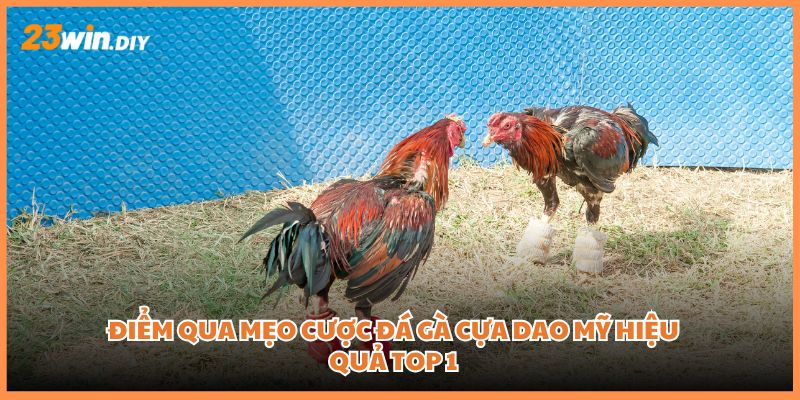 Điểm qua mẹo cược đá gà cựa dao Mỹ hiệu quả top 1