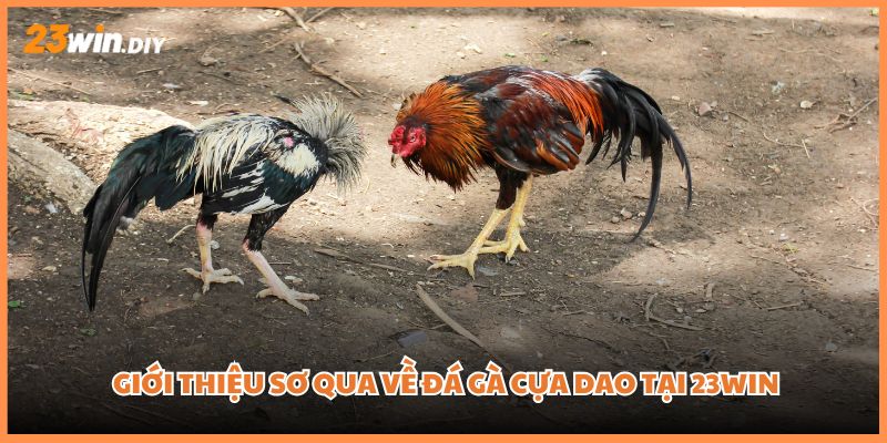 Giới thiệu sơ qua về đá gà cựa dao tại 23win