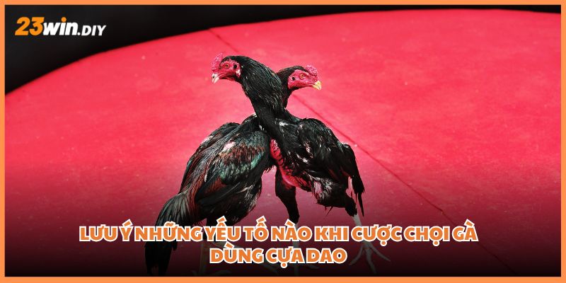 Lưu ý những yếu tố nào khi cược chọi gà dùng cựa dao