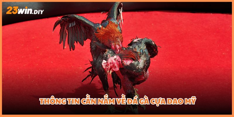 Thông tin cần nắm về đá gà cựa dao Mỹ